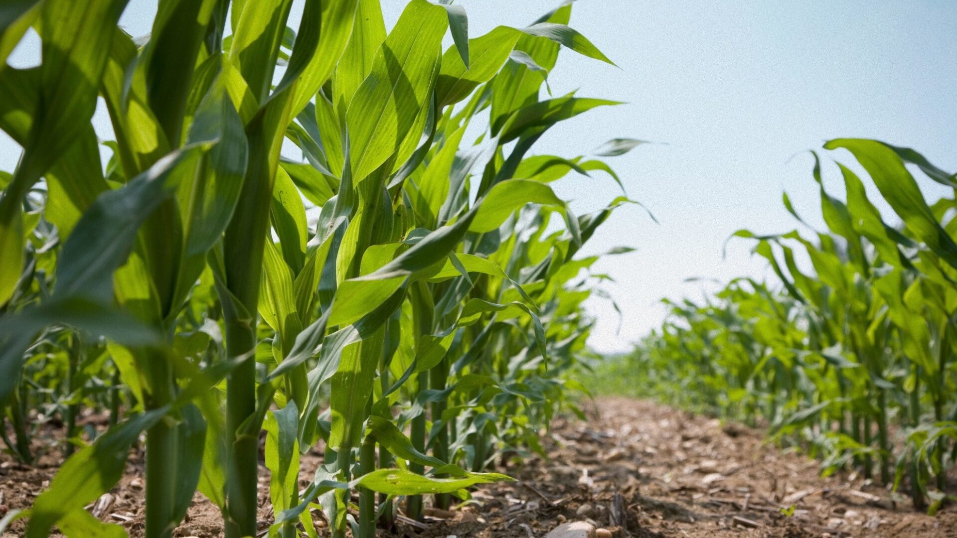 Arginine is the key to zero nitrogen waste - Arevo