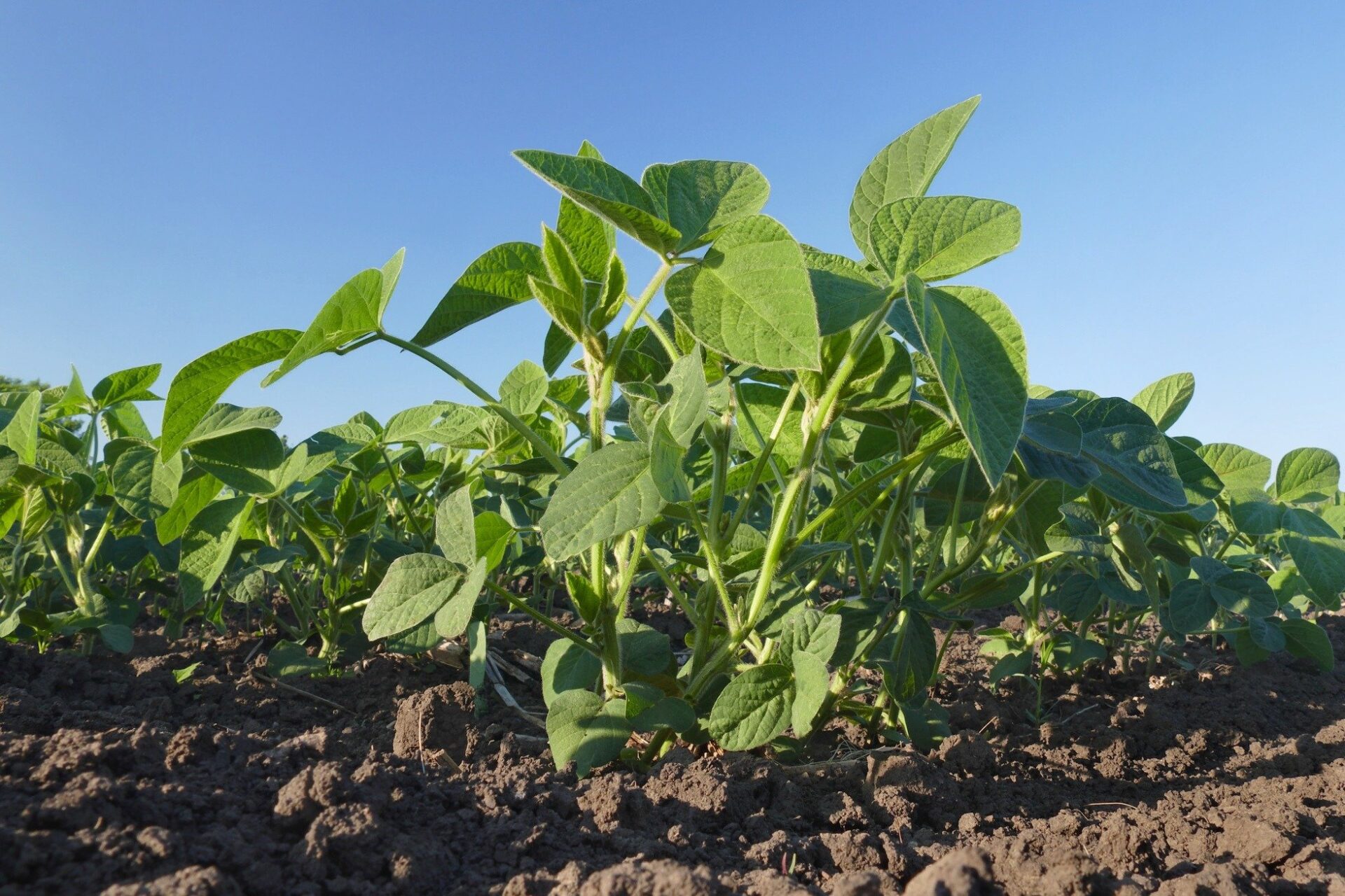 Biostimulant benefits for soybean farming