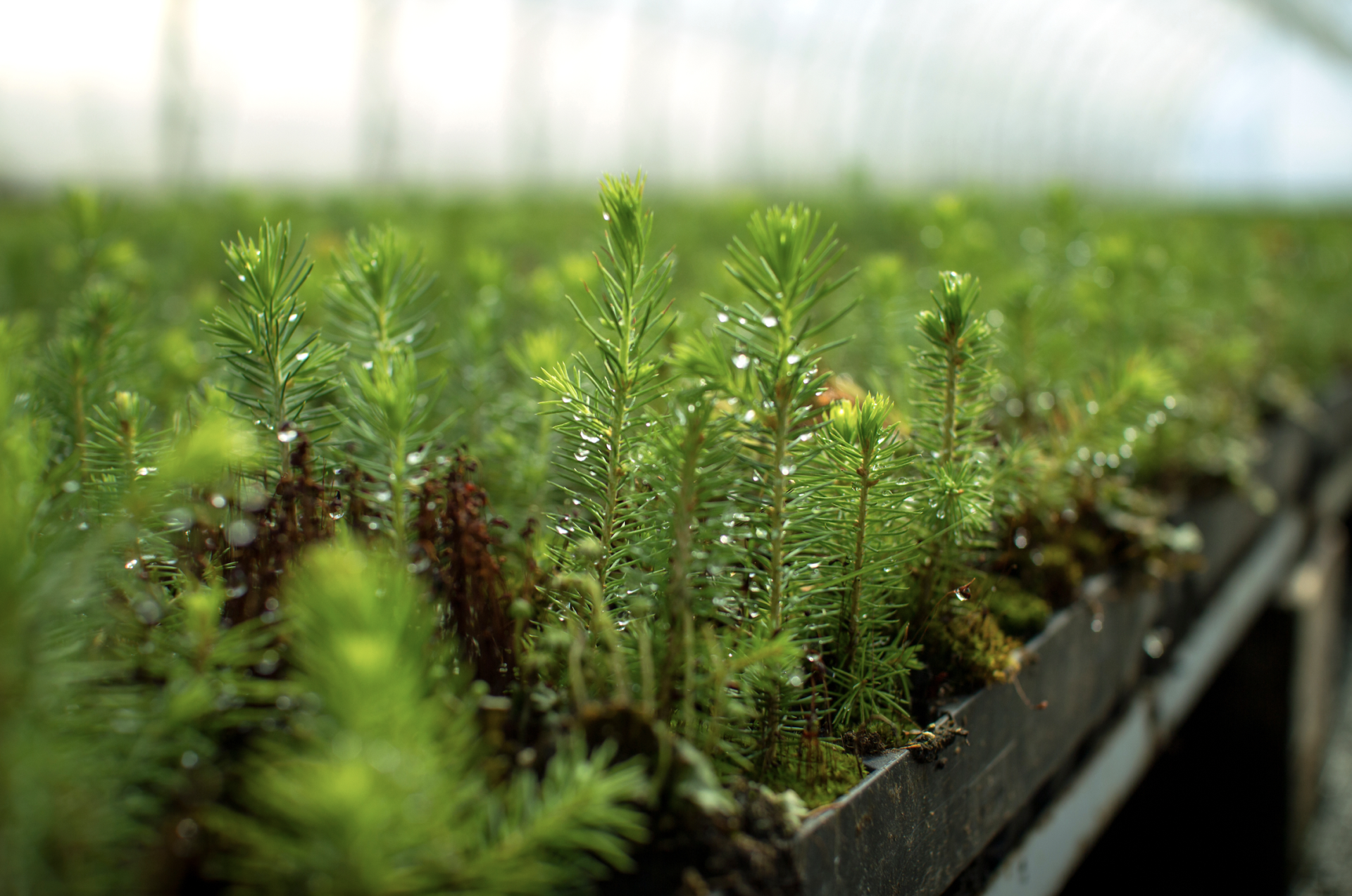 How forest nurseries can reduce nitrogen leaching by up to 80%