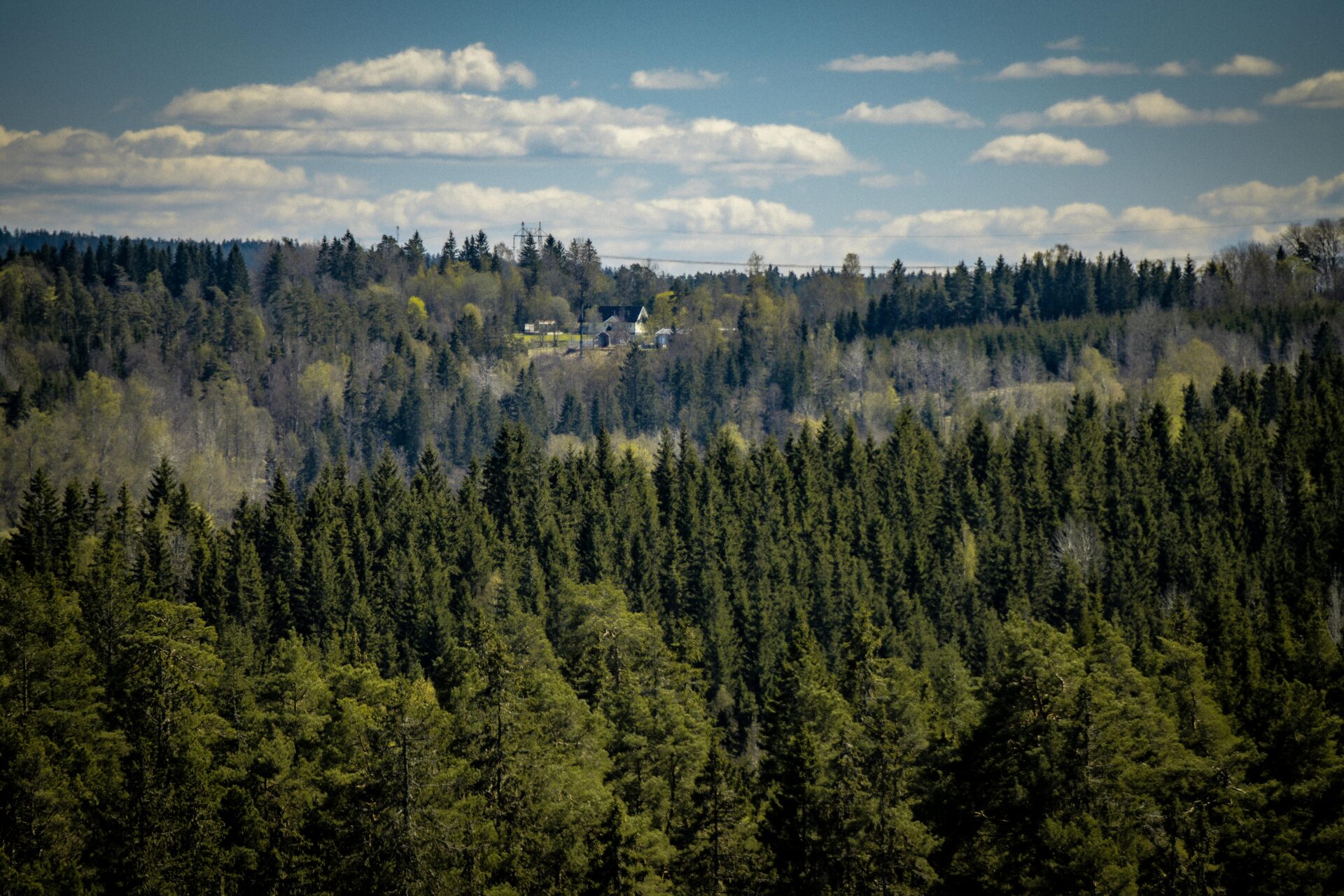 Top tree nurseries: The backbone of future forests