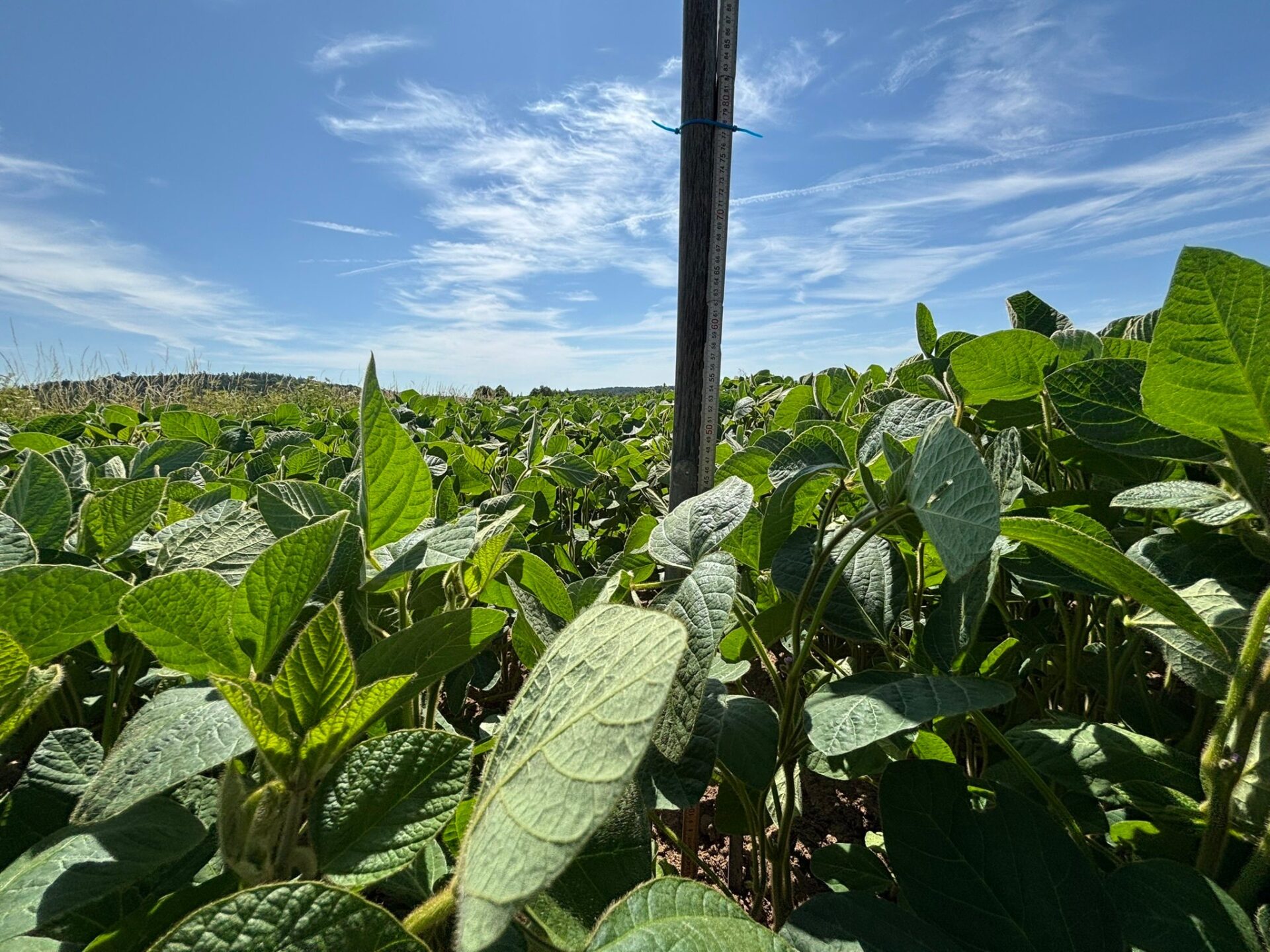 Soybean plant growth stages: Understand to optimize yields