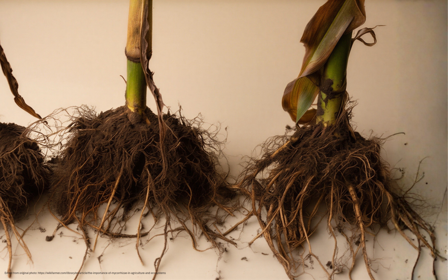 Roots of two plants with soil attached, showing intricate root systems and green stems with some dried leaves, against a plain beige background.