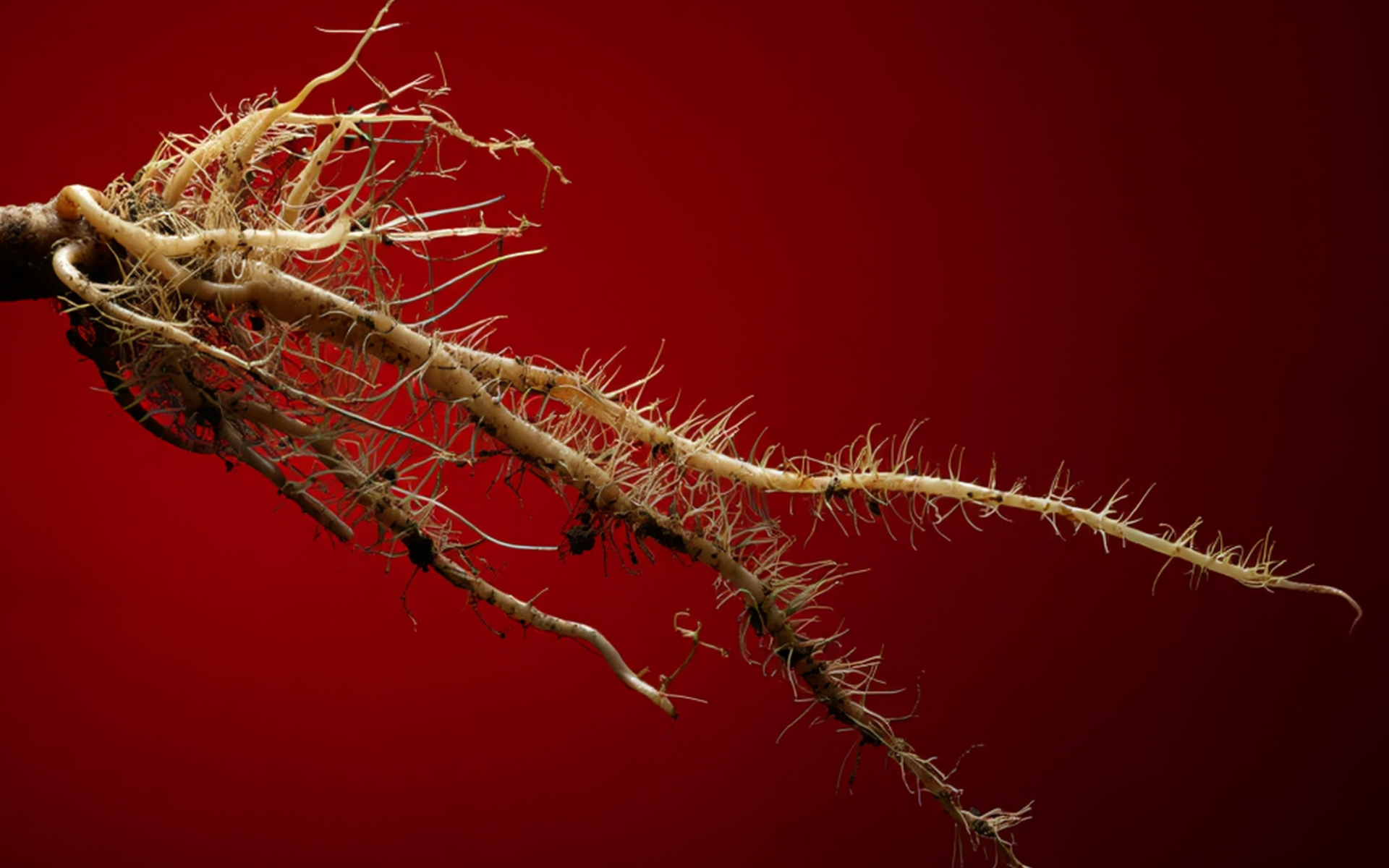 A close-up of a plant root system with multiple thin, light-colored roots and fine root hairs extending outward, set against a solid red background.