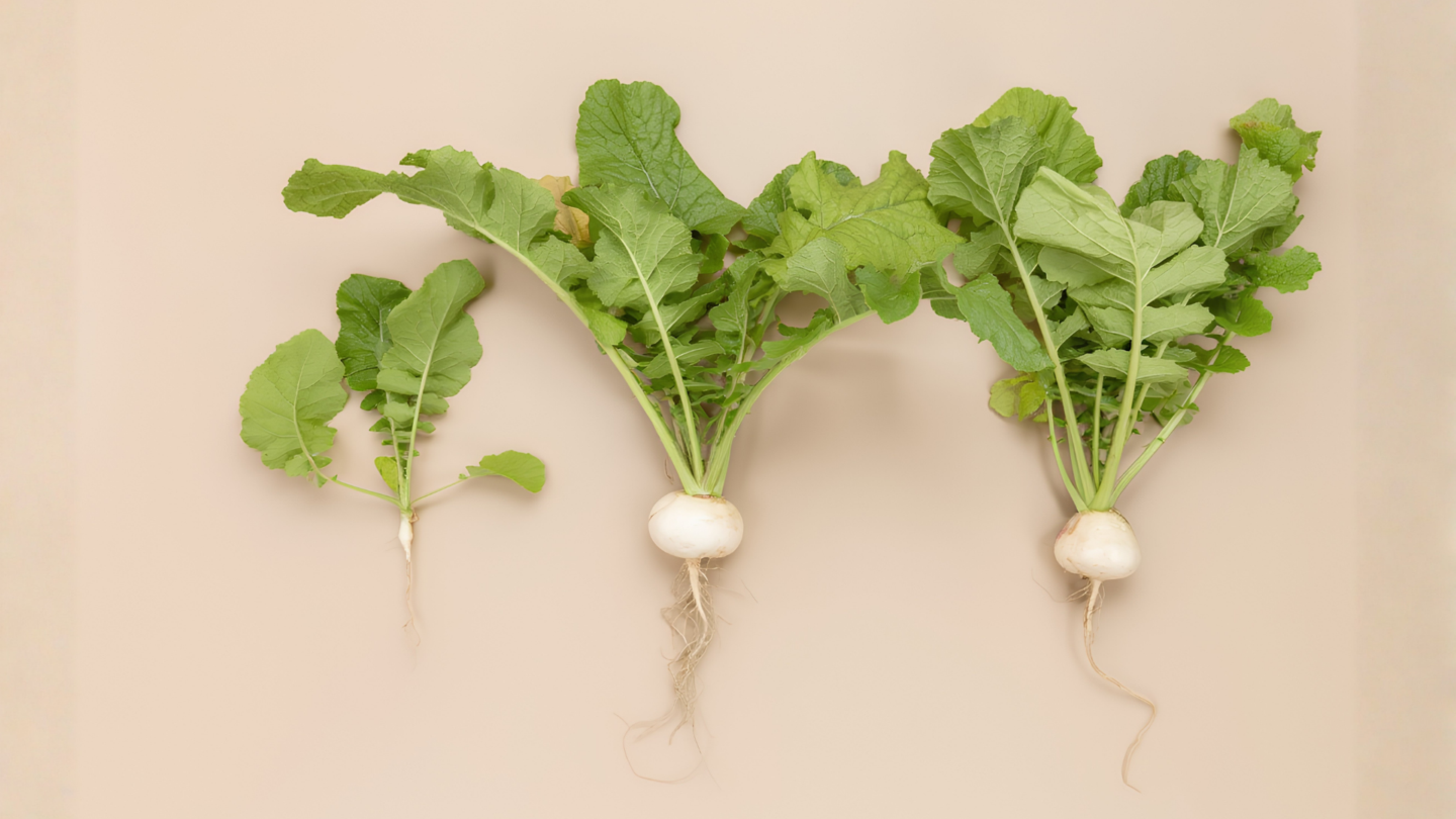 Three fresh white radishes with green leafy tops and roots attached, arranged in a row on a beige background. The radishes vary in size, with the smallest on the left and the largest on the right.