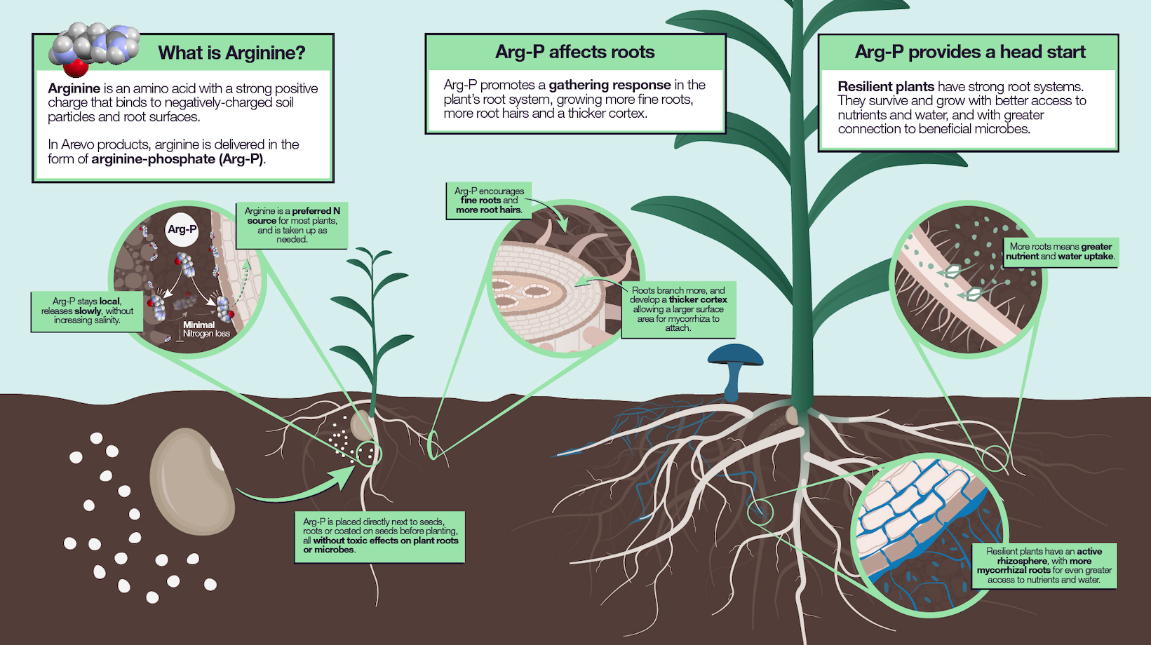 what-is-arginine-organic-nitrogen-cycle-arevo