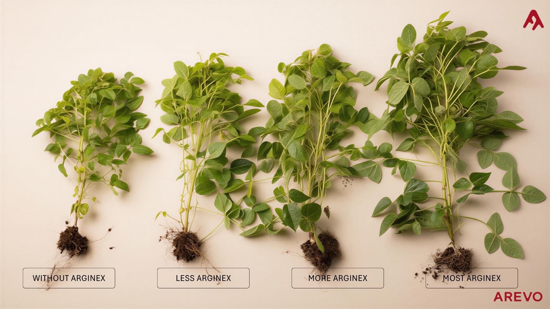 Four green plants with roots exposed are arranged side by side on a light background. From left to right, the plants are labeled "WITHOUT ARGINEX," "LESS ARGINEX," "MORE ARGINEX," and "MOST ARGINEX." The plants increase in size and leaf density from left to right, with the "MOST ARGINEX" plant being the largest and fullest. The word "AREVO" is displayed in red text in the bottom right corner.