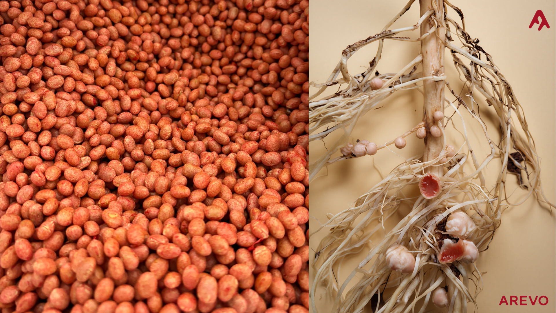 Red peanut seeds on the left side, densely packed and showing a textured surface. On the right side, a close-up of a peanut plant root system with several peanut pods attached, some of which are split open to reveal the inner peanuts. The background is a plain beige color.
