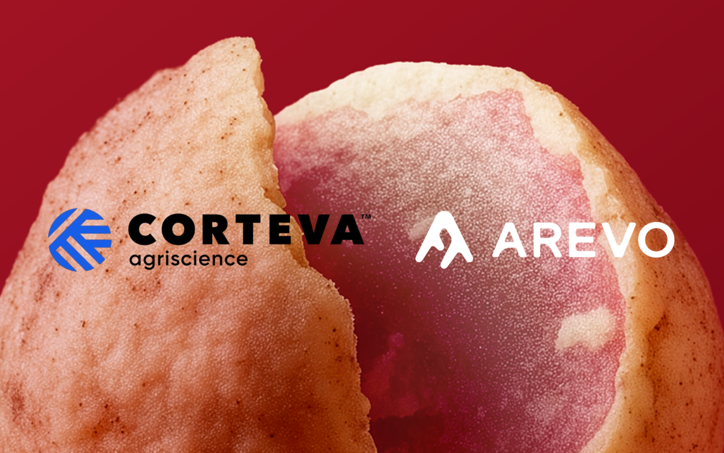 Close-up of a pinkish-red fruit or vegetable with a textured surface, split open to reveal a lighter interior. The background is solid red. Overlaid on the image are two logos: on the left, the blue and black "Corteva Agriscience" logo, and on the right, the white "Arevo" logo.