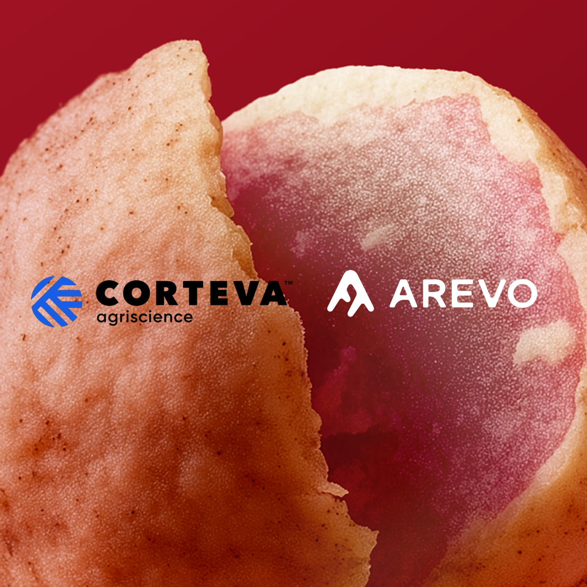 Close-up of a partially peeled red potato with a textured skin and a smooth, light-colored inner flesh. The background is a solid deep red. The image features two logos: "Corteva agriscience" in black and blue on the left side, and "Arevo" in white on the right side.