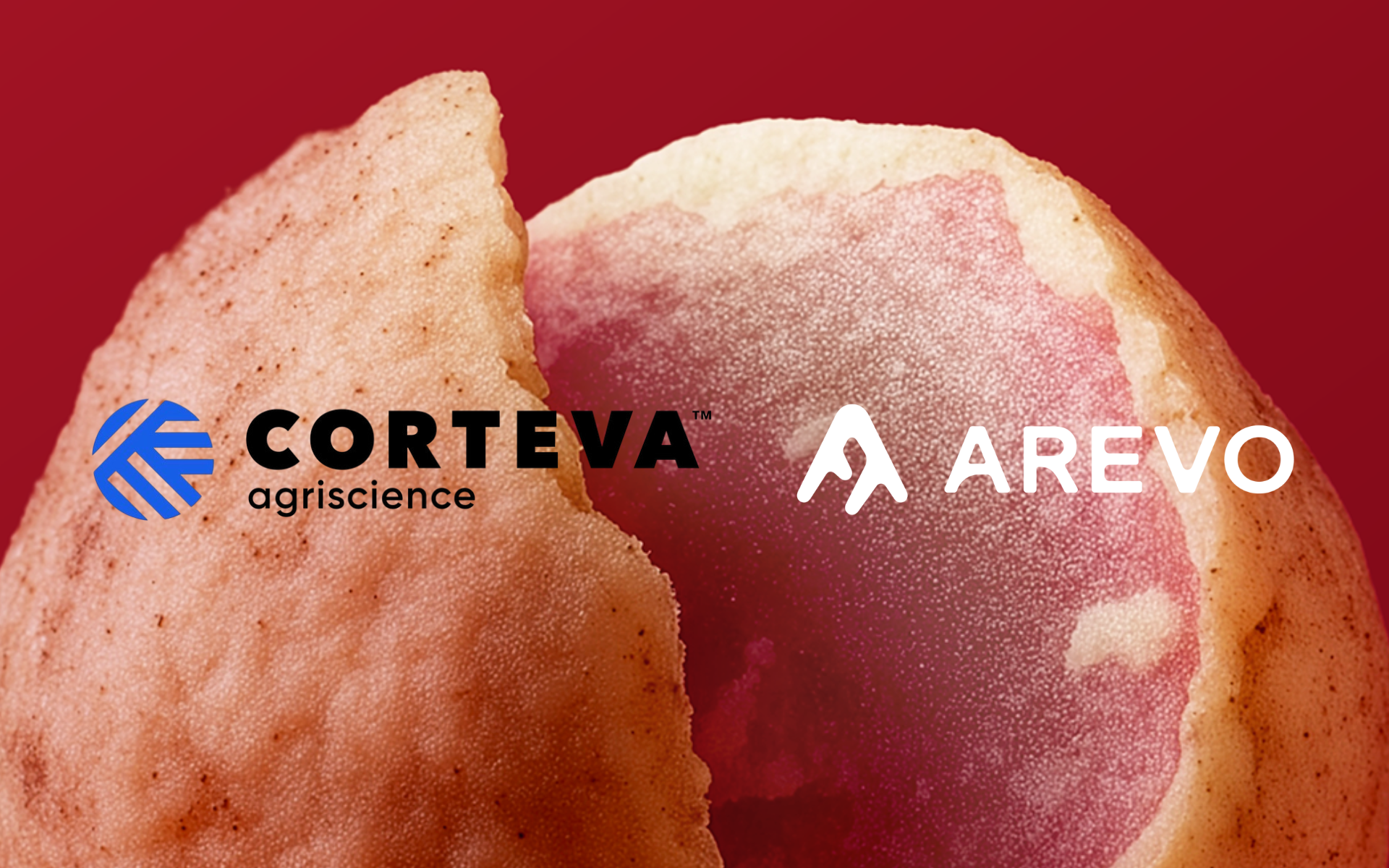 Close-up of a pinkish-red fruit or vegetable with a textured surface, split open to reveal a lighter interior. The background is solid red. Overlaid on the image are two logos: on the left, the blue and black "Corteva Agriscience" logo, and on the right, the white "Arevo" logo.