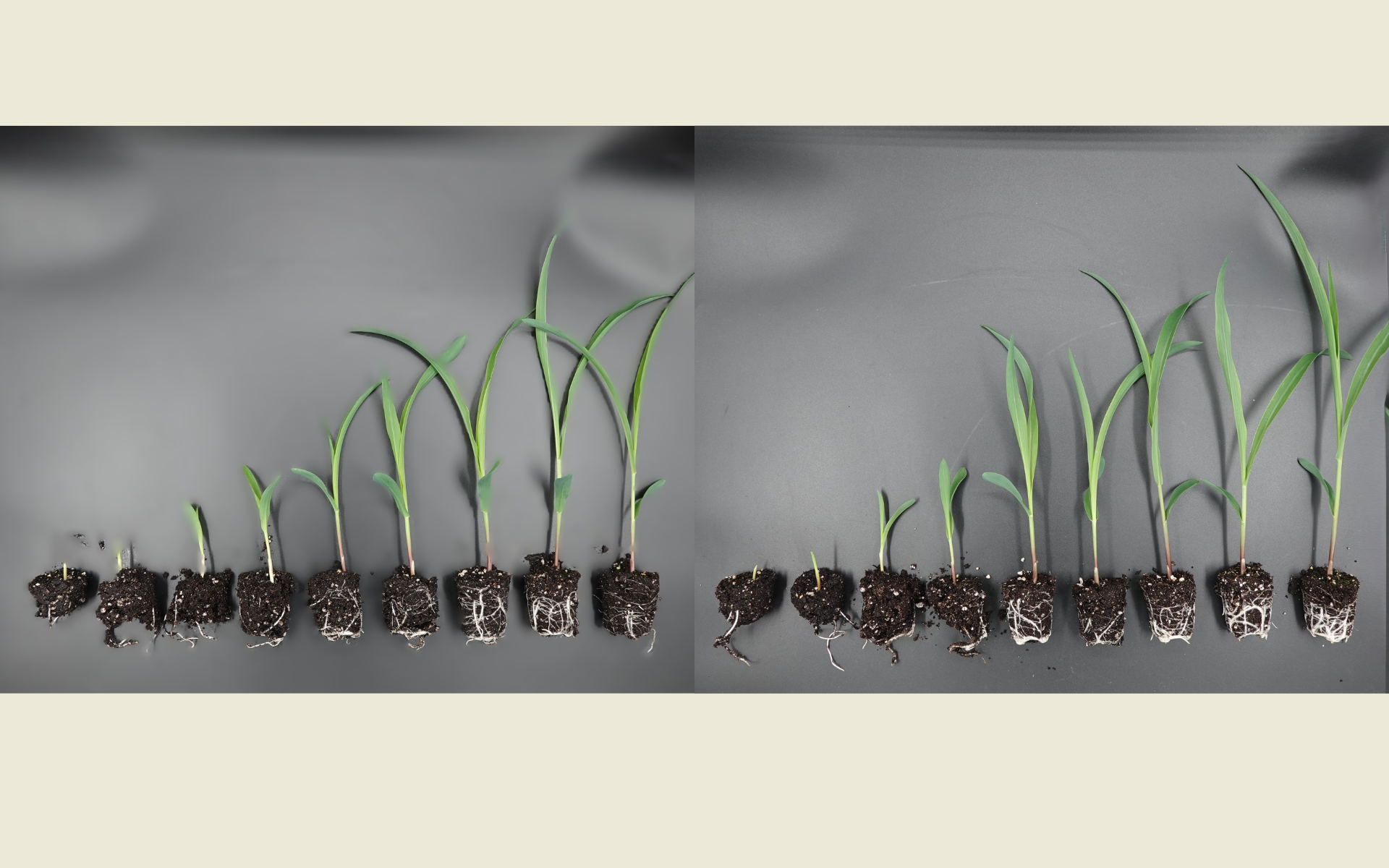 Two rows of young green plants with roots and soil attached, arranged in ascending order of growth from left to right on a gray background. The left row has nine plants, and the right row has ten plants, showing various stages of early development.