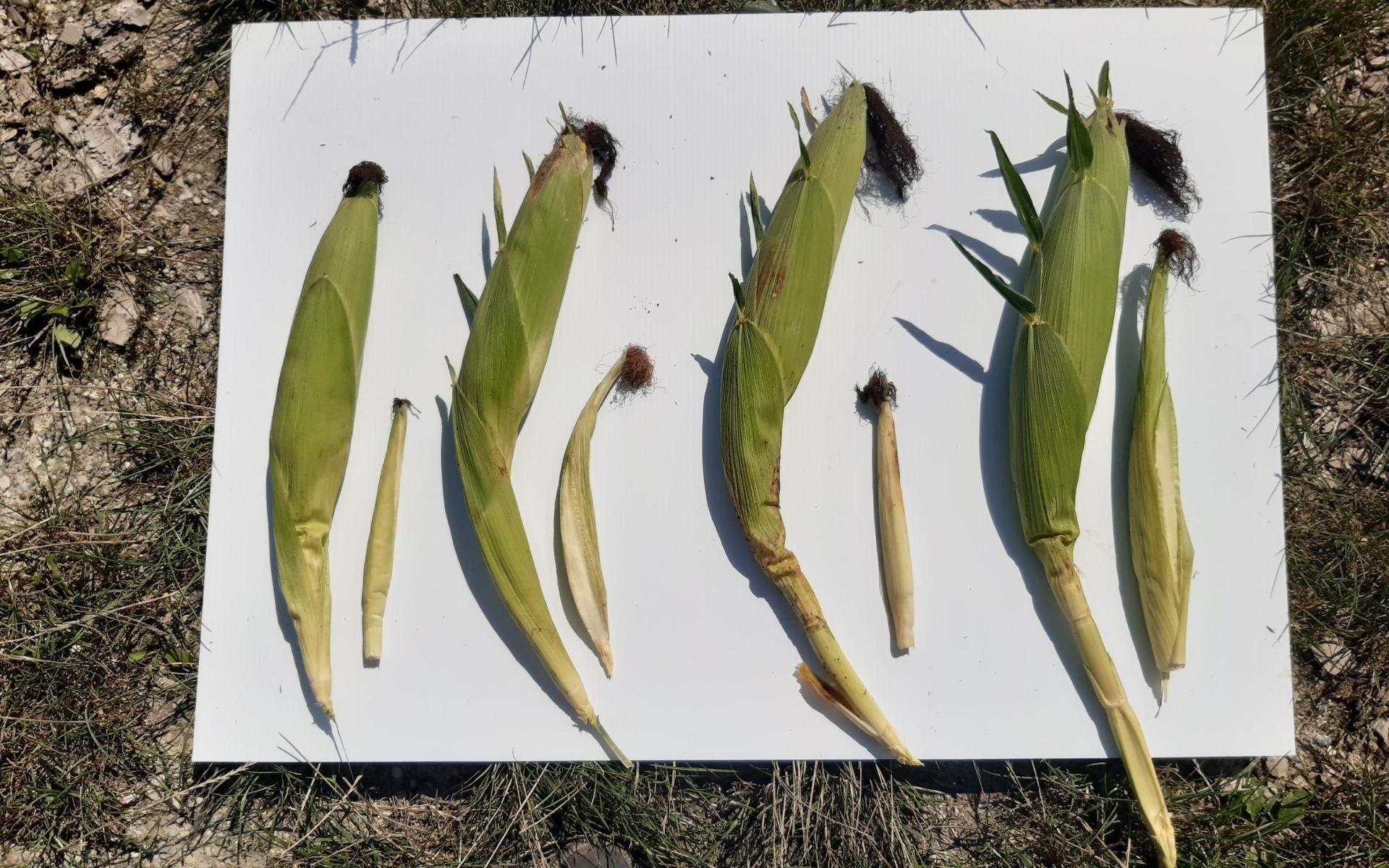Four ears of corn with husks intact and four smaller, partially husked corn cobs are arranged on a white board placed on grass and rocky ground. The ears of corn vary in size and have brown corn silk at the top.