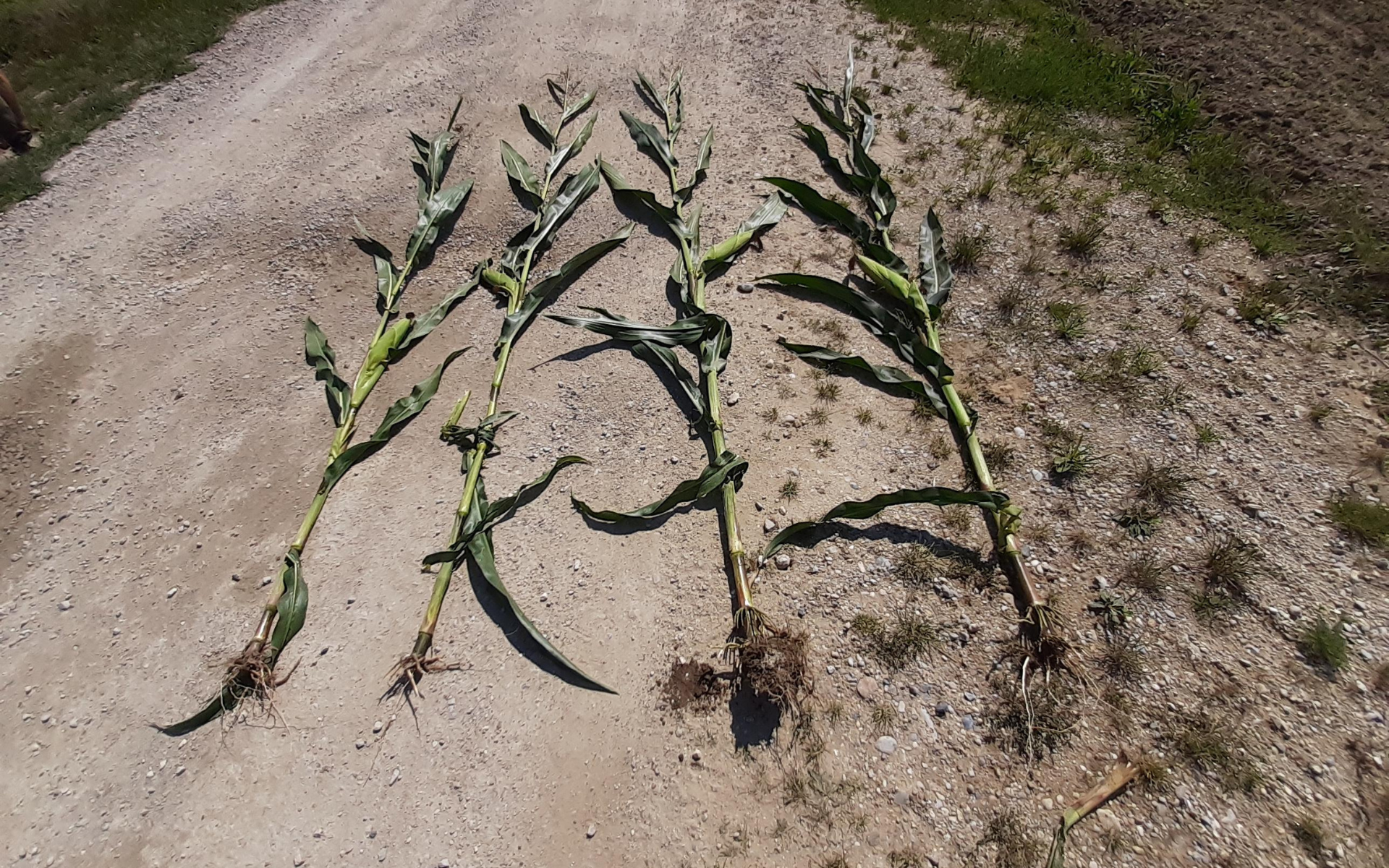 Four uprooted corn stalks with roots and green leaves lie on a gravel dirt path, with grass visible on the right side.