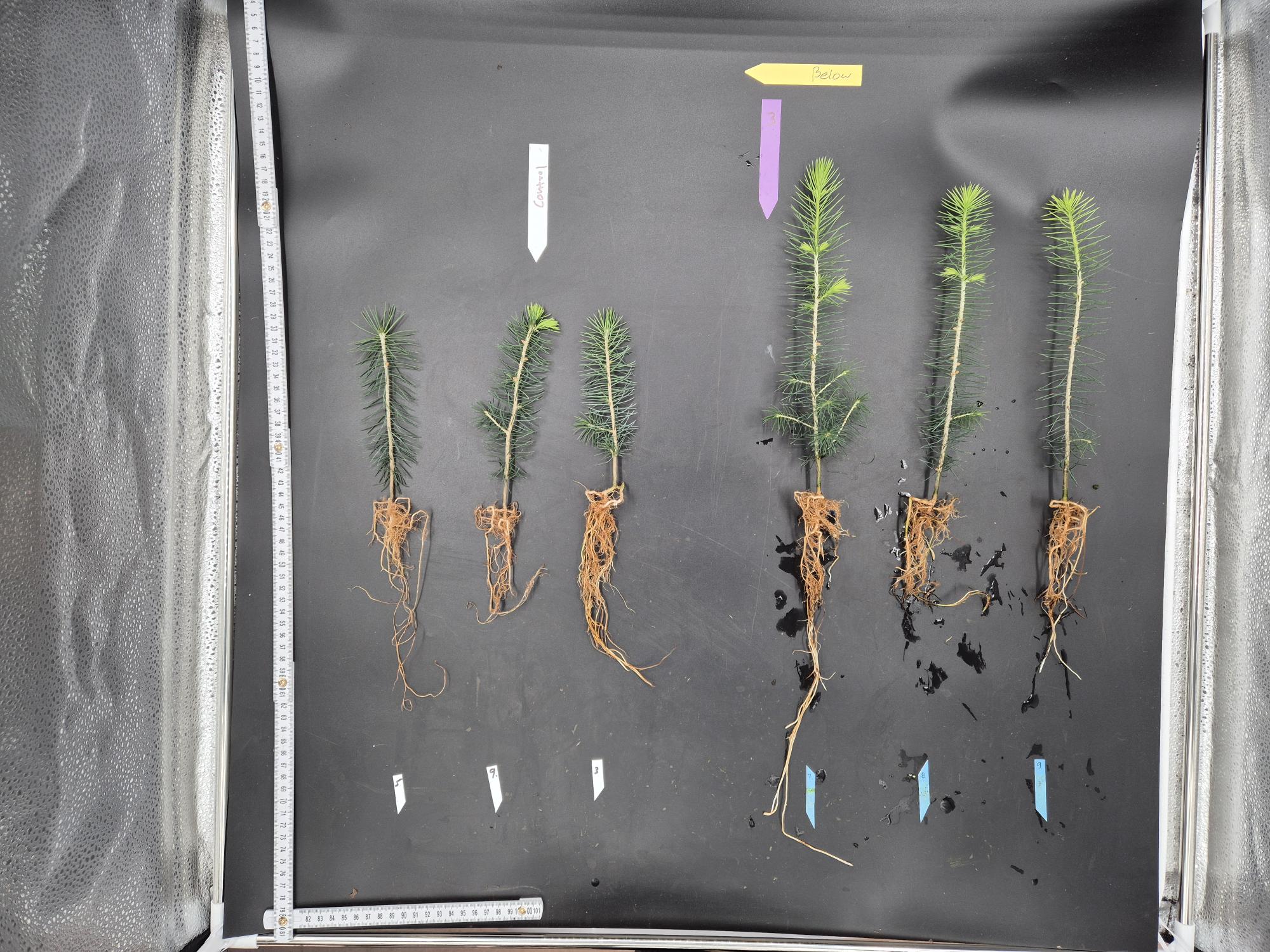 Six small pine seedlings with roots exposed are arranged on a black surface. The seedlings are divided into two groups of three, separated by colored arrows and labels. The left group is labeled "Control" with a white arrow, and the right group is labeled "Below" with a yellow arrow and a purple arrow pointing down. A measuring tape runs vertically along the left side and horizontally along the bottom of the surface. The seedlings on the right appear taller and have longer roots compared to those on the left.