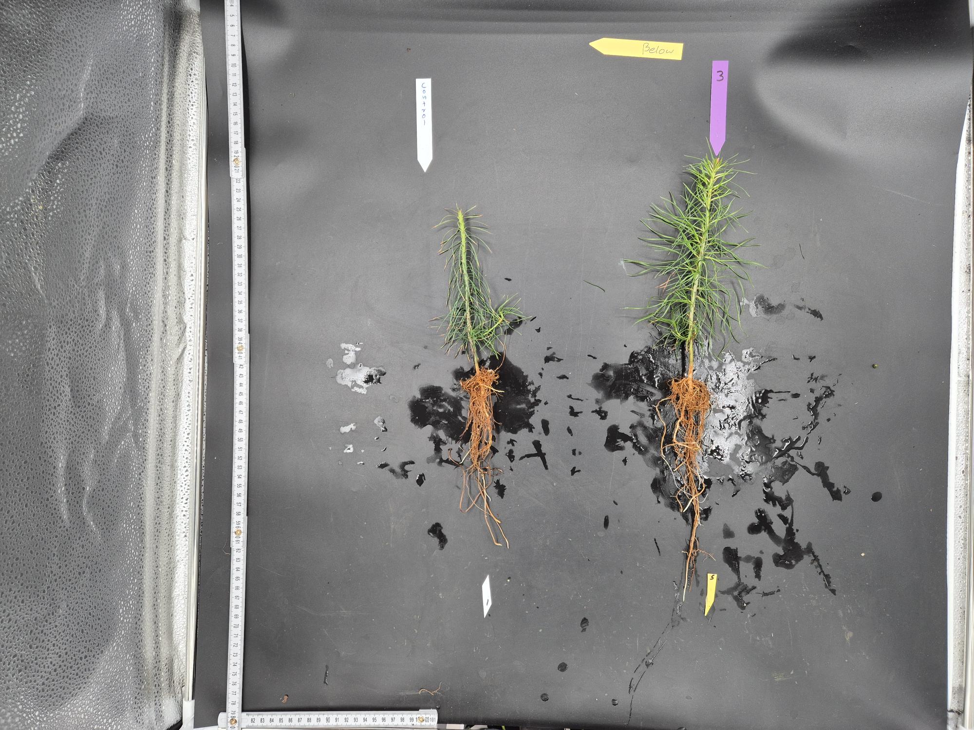 Two small pine seedlings with roots exposed are placed on a black surface. The seedling on the left is smaller and labeled with a white arrow marked "Control." The seedling on the right is larger and labeled with a purple arrow marked "3." There are also yellow arrows with the words "Below" and "5" near the seedlings. A measuring tape is positioned vertically on the left side and horizontally at the bottom of the image for scale. The surface has some water stains and smudges.
