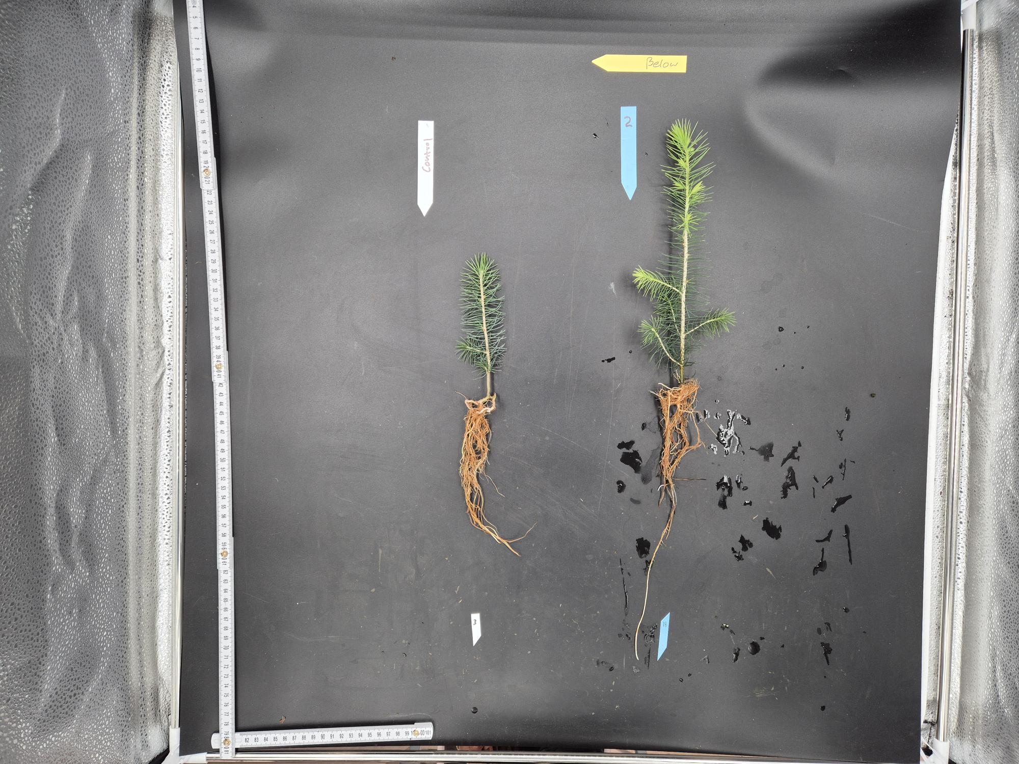 Two small pine seedlings with roots exposed are placed on a black surface. The seedling on the left is shorter with fewer branches and has a white label above it marked "Control 1." The seedling on the right is taller with more branches and has a blue label above it marked "2." A yellow arrow-shaped label above both seedlings reads "Below." A measuring tape is positioned vertically along the left edge and horizontally along the bottom edge of the black surface.