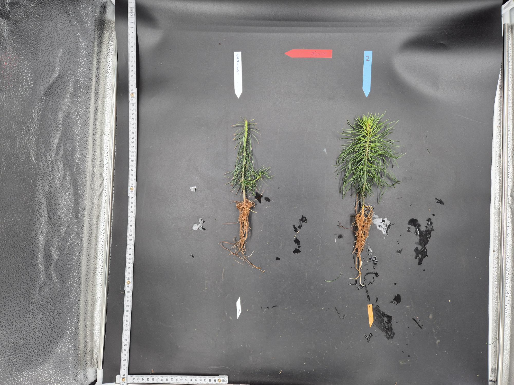 Two small pine seedlings with roots exposed are placed on a black surface. The seedling on the left is labeled "Control" with a white arrow pointing down, and the seedling on the right is labeled "2" with a blue arrow pointing down. Above both seedlings is a red arrow labeled "Above" pointing to the right. A measuring tape runs vertically along the left side and horizontally along the bottom of the black surface. The seedlings show differences in size and foliage density.