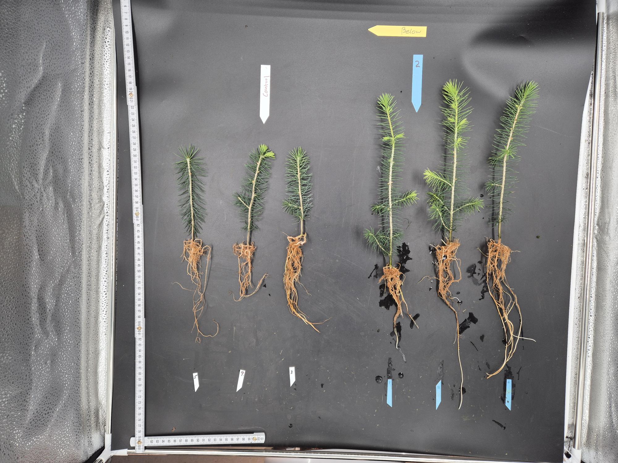 Six small conifer seedlings with roots exposed are laid out on a black surface. Each seedling is labeled with colored tags above and below them, with some tags showing numbers and one white tag labeled "Control." A measuring tape is placed vertically on the left side and horizontally at the bottom of the surface for scale. The seedlings vary in height and needle density.