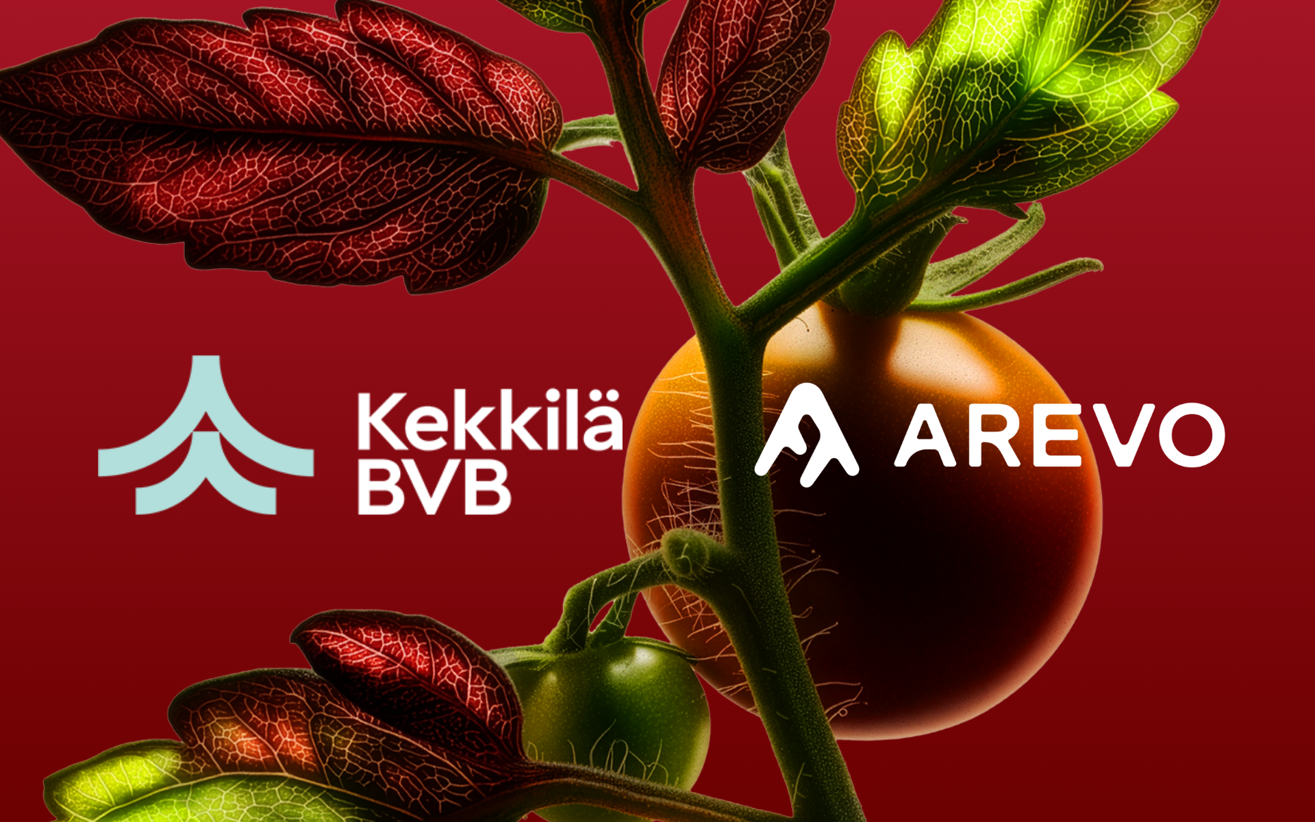 Närbild av en tomatplanta med detaljerade gröna och röda blad och en mogen tomat, mot en enfärgad röd bakgrund. Bilden visar logotyperna och texterna ”Kekkilä BVB” och ”AREVO” i vitt.