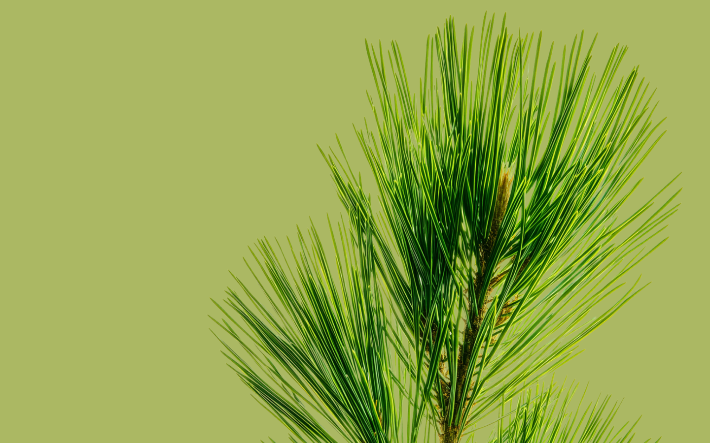 Close-up of green pine needles on a branch against a solid light green background. The needles are long, slender, and vibrant, radiating outward from the branch.