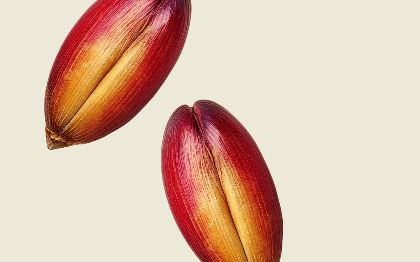 Two wheat seeds with smooth in shades of red, purple, and yellow, set against a plain light beige background.