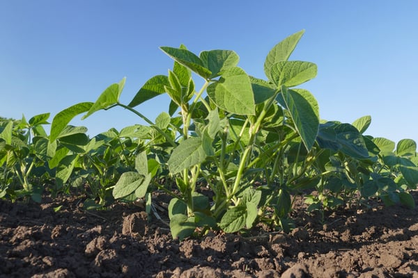 Biostimulant benefits for soybean farming
