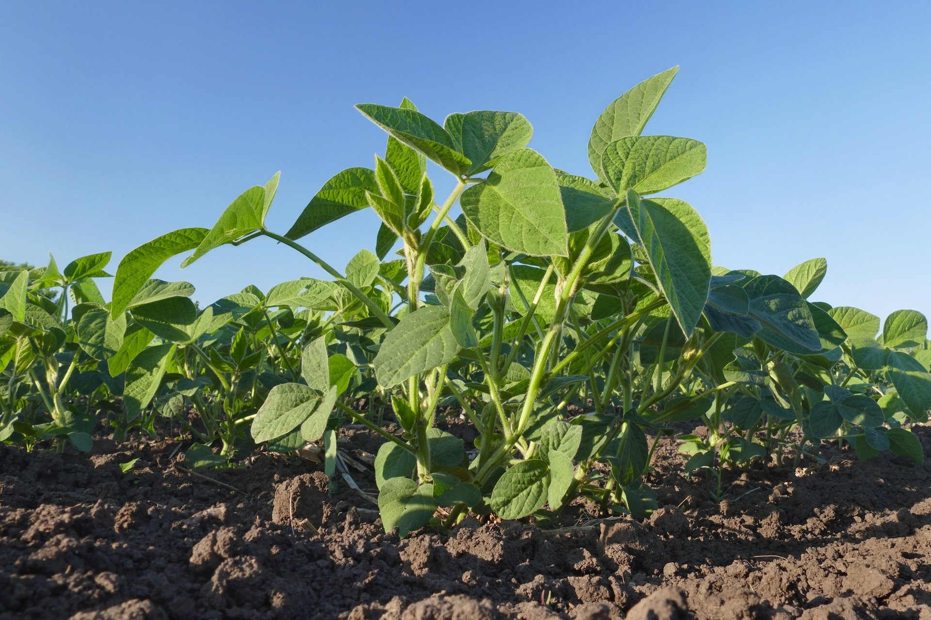 <span id="hs_cos_wrapper_name" class="hs_cos_wrapper hs_cos_wrapper_meta_field hs_cos_wrapper_type_text" style="" data-hs-cos-general-type="meta_field" data-hs-cos-type="text" >Biostimulant benefits for soybean farming</span>