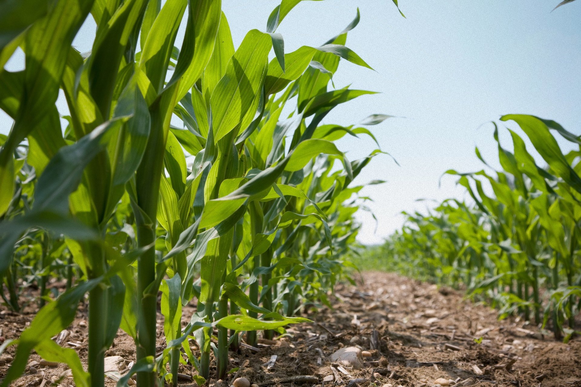 Agriculture_