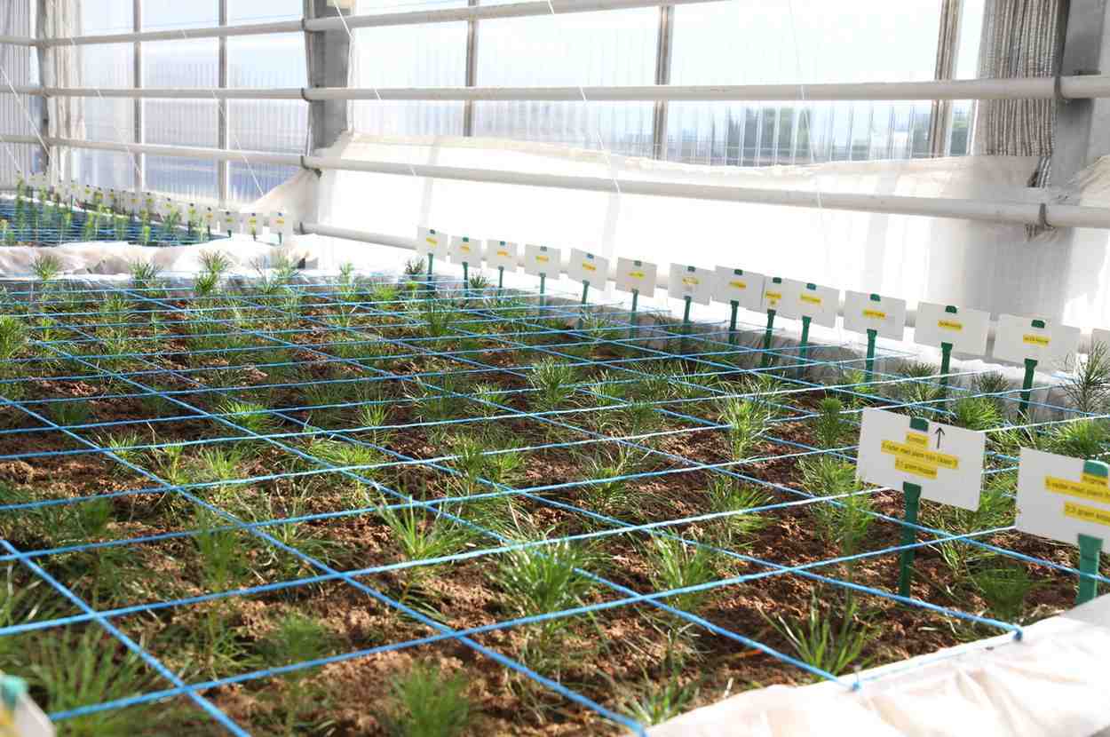 <span id="hs_cos_wrapper_name" class="hs_cos_wrapper hs_cos_wrapper_meta_field hs_cos_wrapper_type_text" style="" data-hs-cos-general-type="meta_field" data-hs-cos-type="text" >Låg kväveförlust med alternativ kvävekälla vid odling av skogsplantor</span>