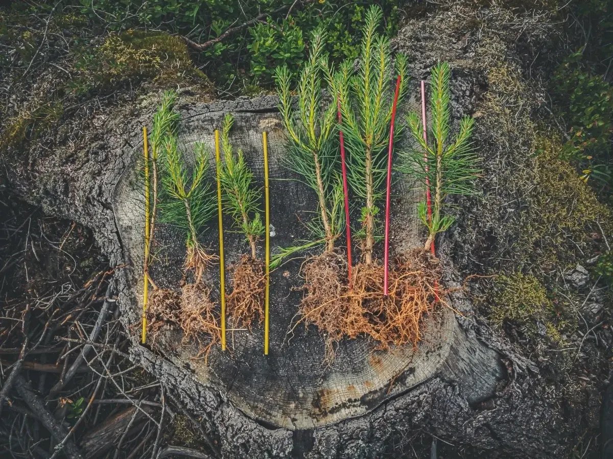 argrow forest tree roots