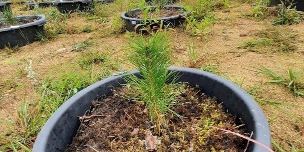 Studie: Effekt av argininfosfat vid plantering av gran och tallplantor