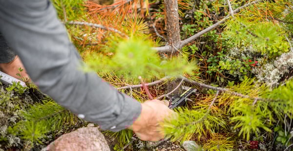 Hur påverkas överlevnad och tillväxt vid plantering med argininfosfat?