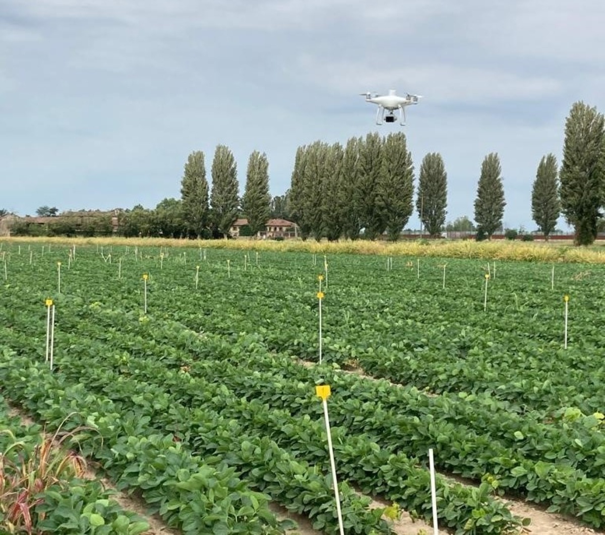 NDVI measurement Agricola Mulazzano