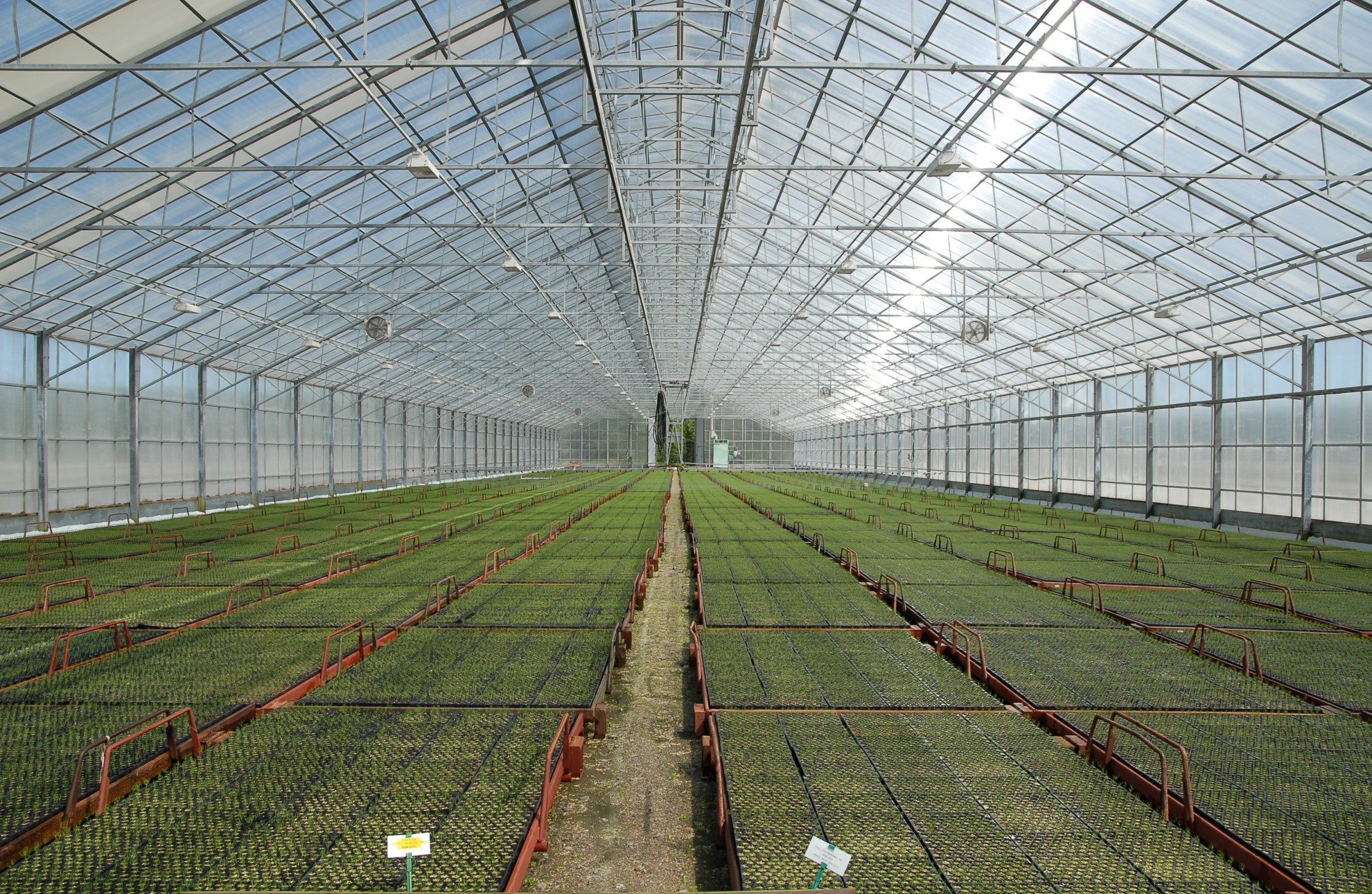 Nursery pine