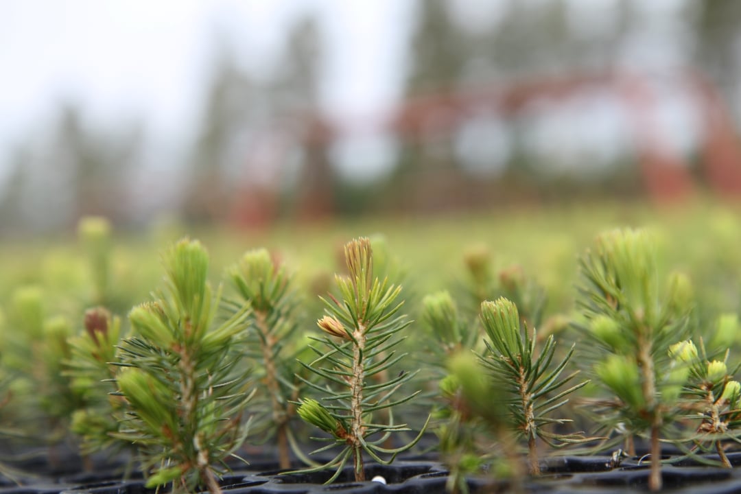 Plantor i plantskola