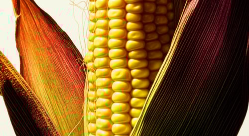 Produce_Corn_Husk_Arevo-agriculture-hero-landscape