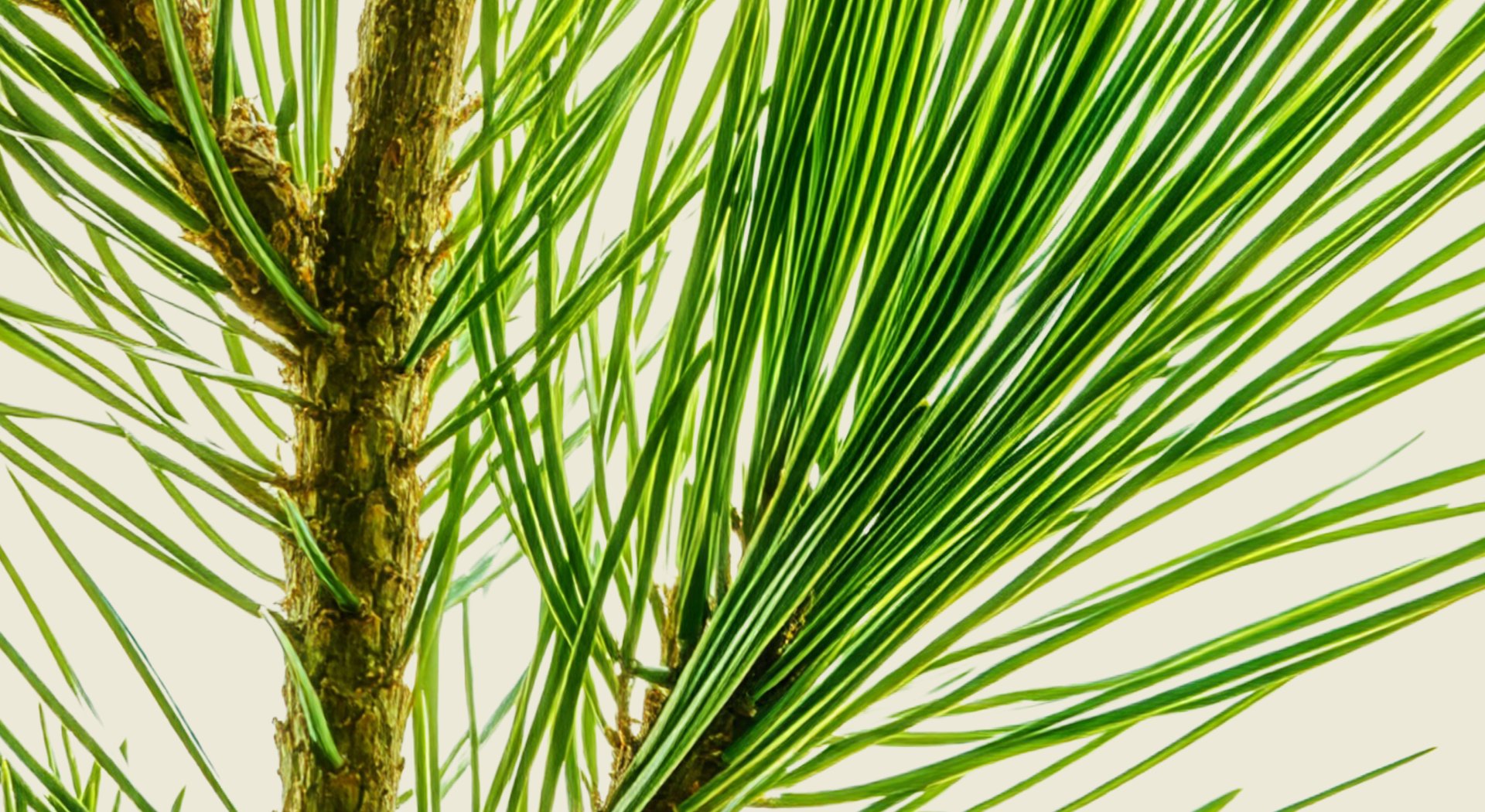 Produce_Pine_Plant_Arevo-forestry-hero-landscape