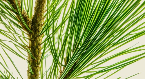 Produce_Pine_Plant_Arevo-forestry-hero-landscape