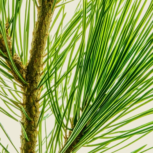 Produce_Pine_Plant_Arevo-forestry-hero-mobile