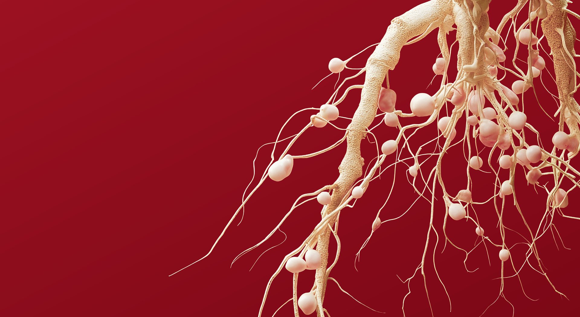 Root_Network_Arevo-homepage-banner-landscape