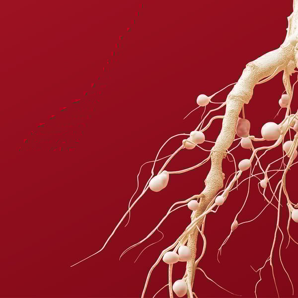 Arginex och effektivt näringsupptag: Fält-, mark- och miljöpåverkan