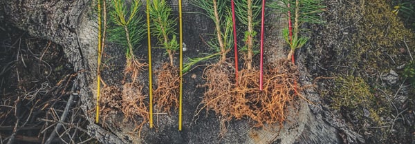 Exceptional growth continues five years later - Arevo arGrow