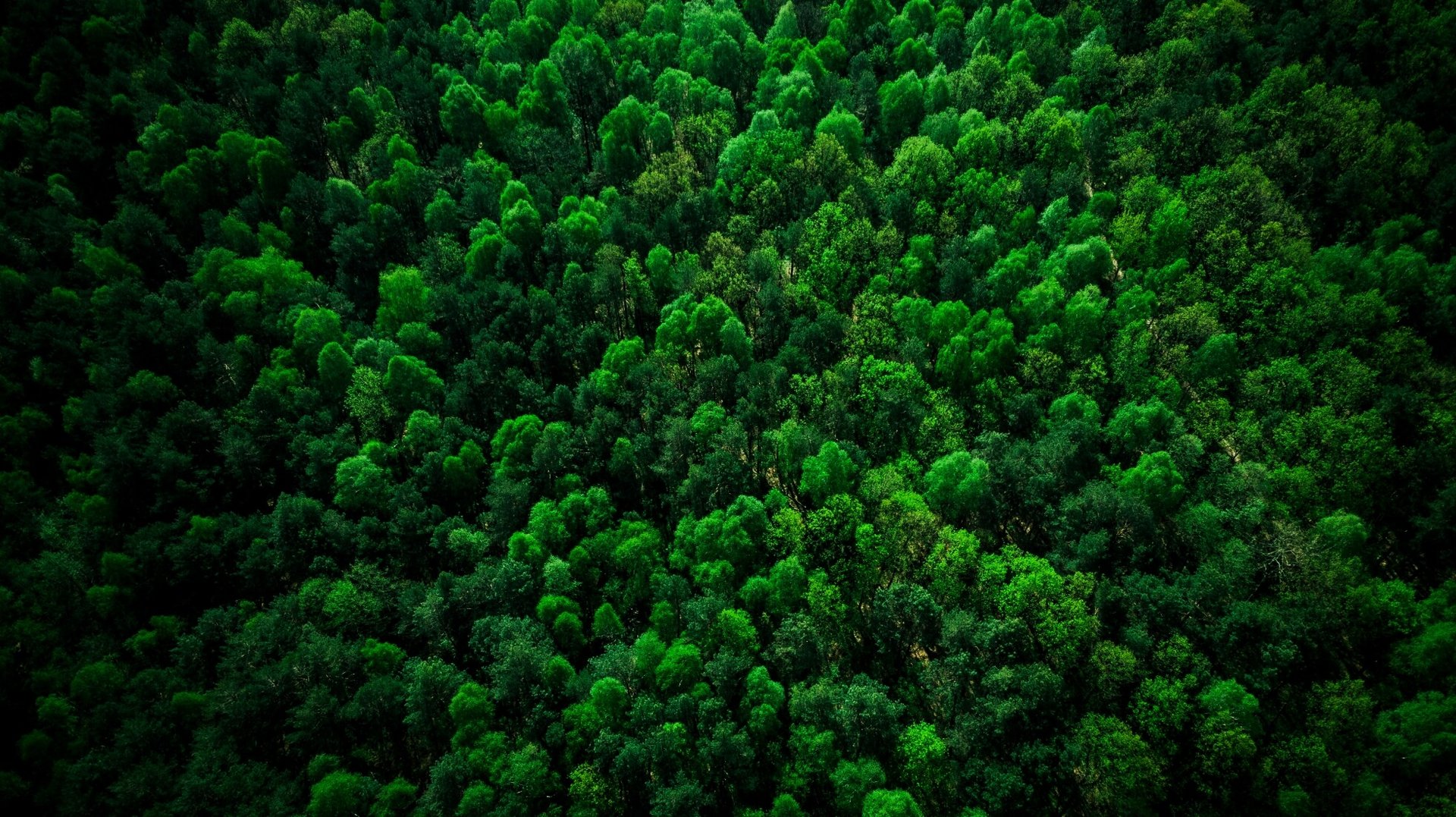 Skog från ovan