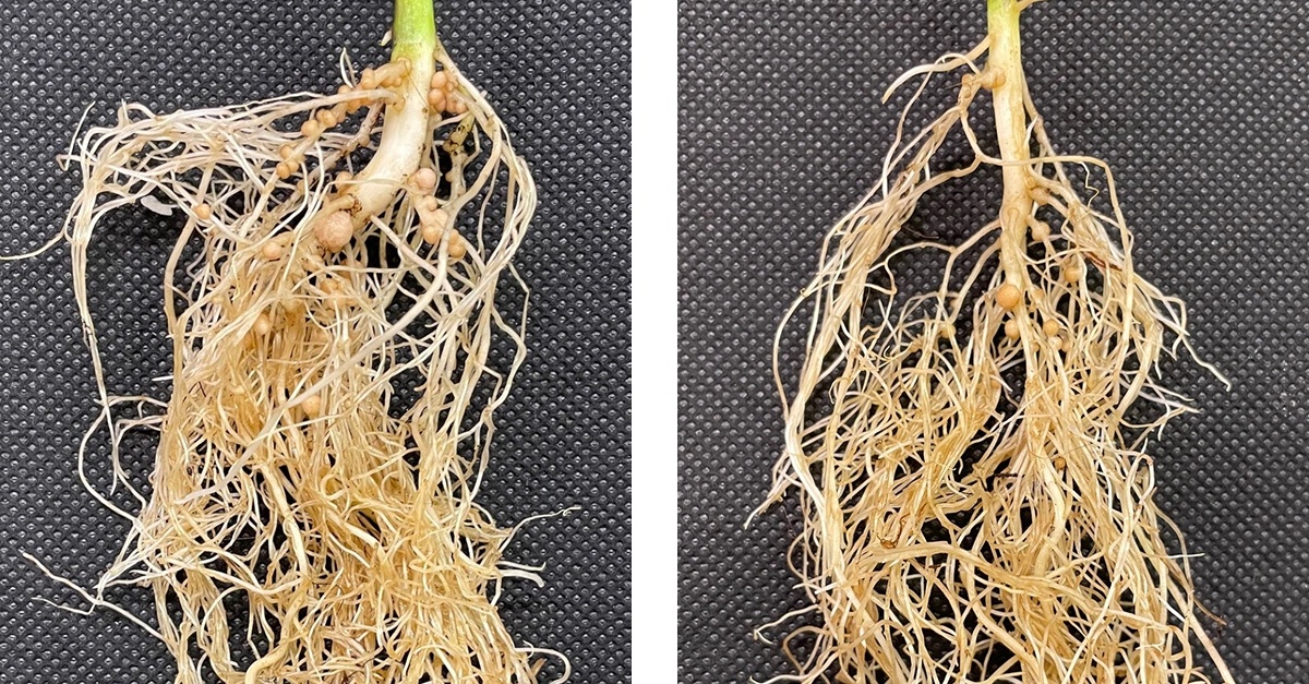 Soy roots and nodulation