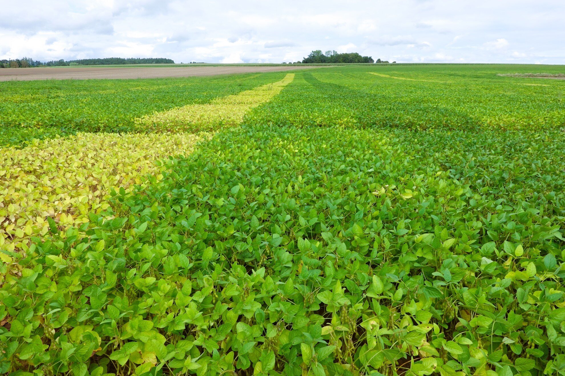 Soy trial field_webb