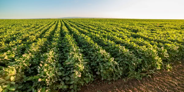 New seed treatment shows promise for sustainable soy farming