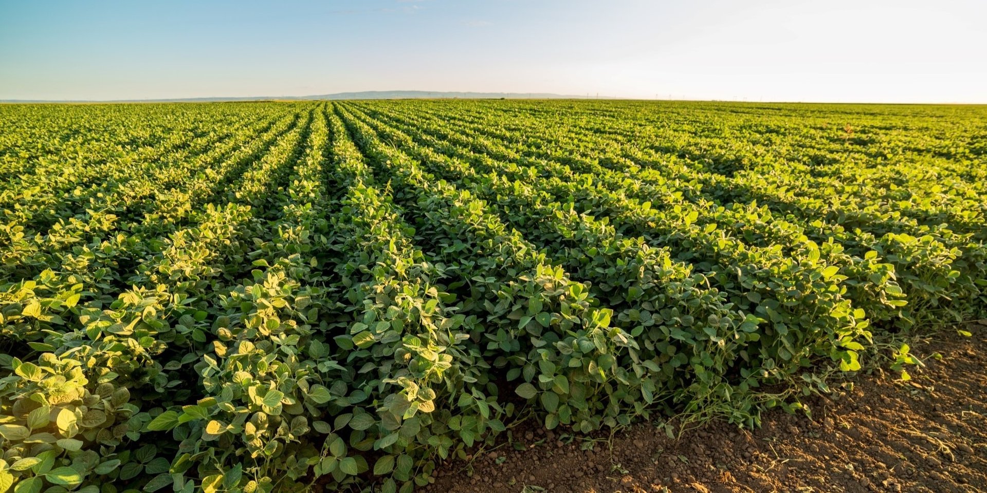 Soybean field with healthy soil