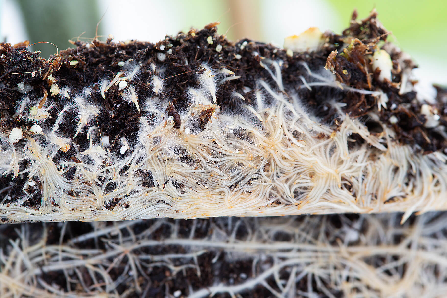 Tomato roots_Greenhouse