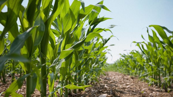 Arginine is the key to zero nitrogen waste - Arevo