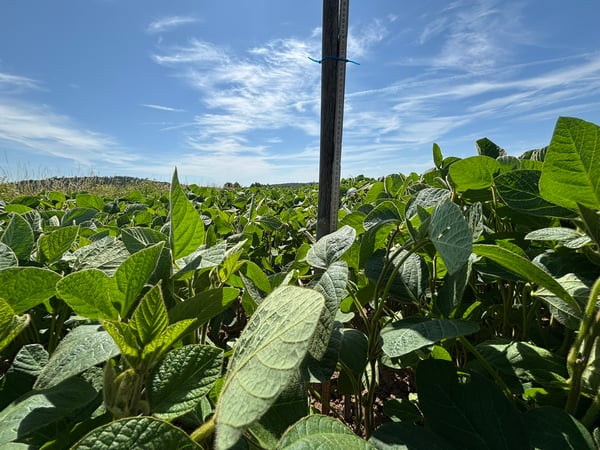 Soybean plant growth stages: Understand to optimize yields